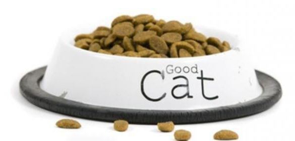 allergique aux symptômes de nourriture de chat
