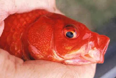 Maladies du poisson rouge