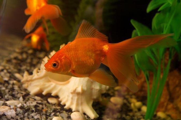 combien de fois pour nourrir le poisson rouge dans l'aquarium
