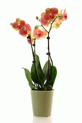 phalaenopsis orchidée à la maison