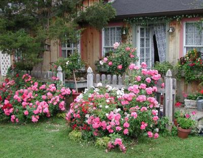 soin des roses de jardin