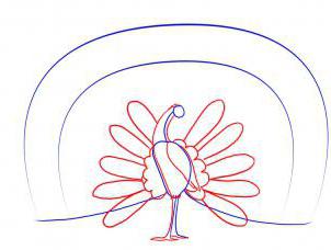 comment dessiner une plume de paon