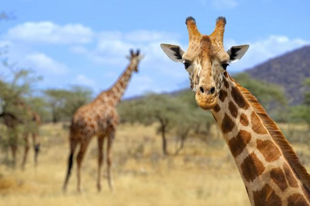 faits intéressants sur les girafes