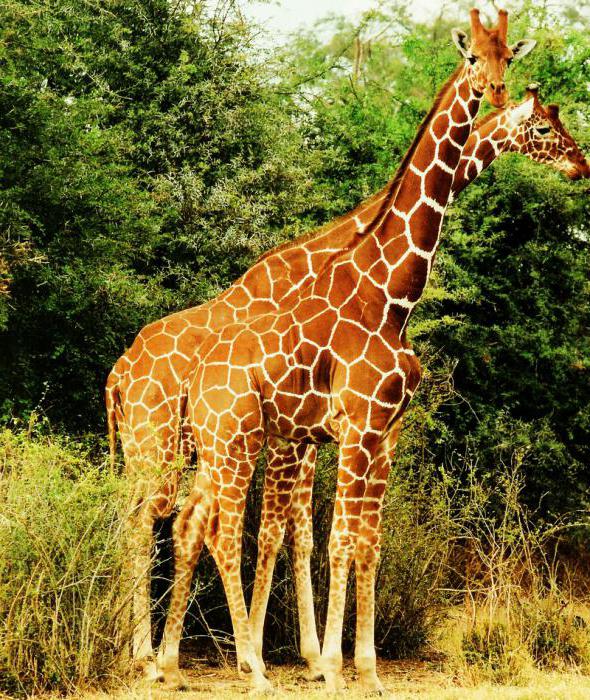faits intéressants sur la girafe